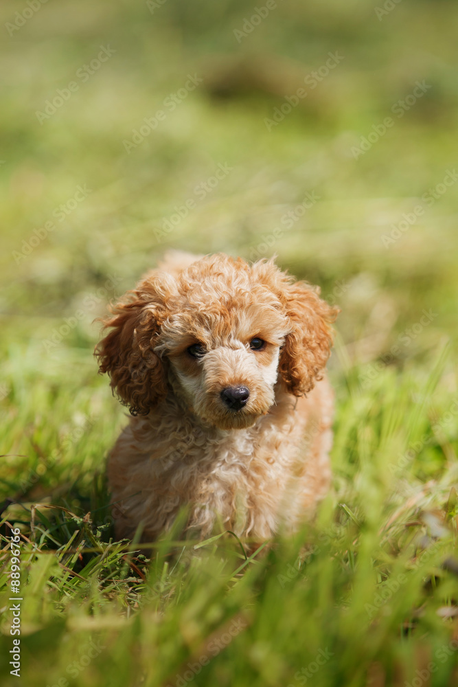 Red toy poodle puppy