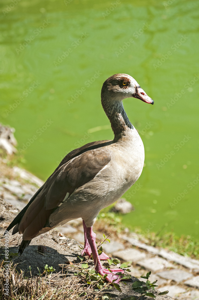 Egyptian goose on pond waters background in sunny day