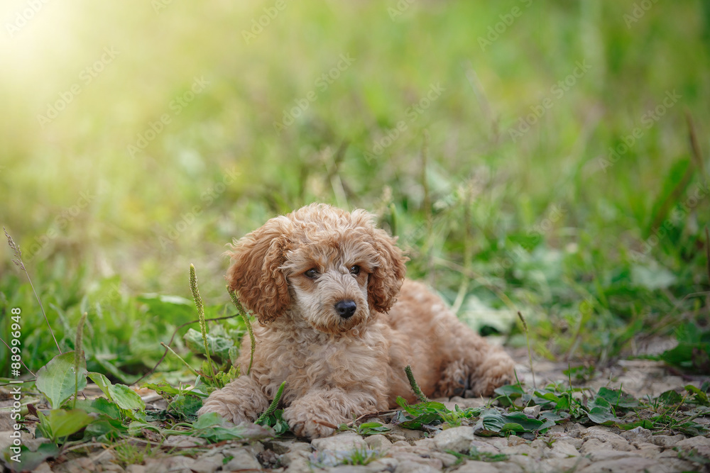 Red toy poodle puppy