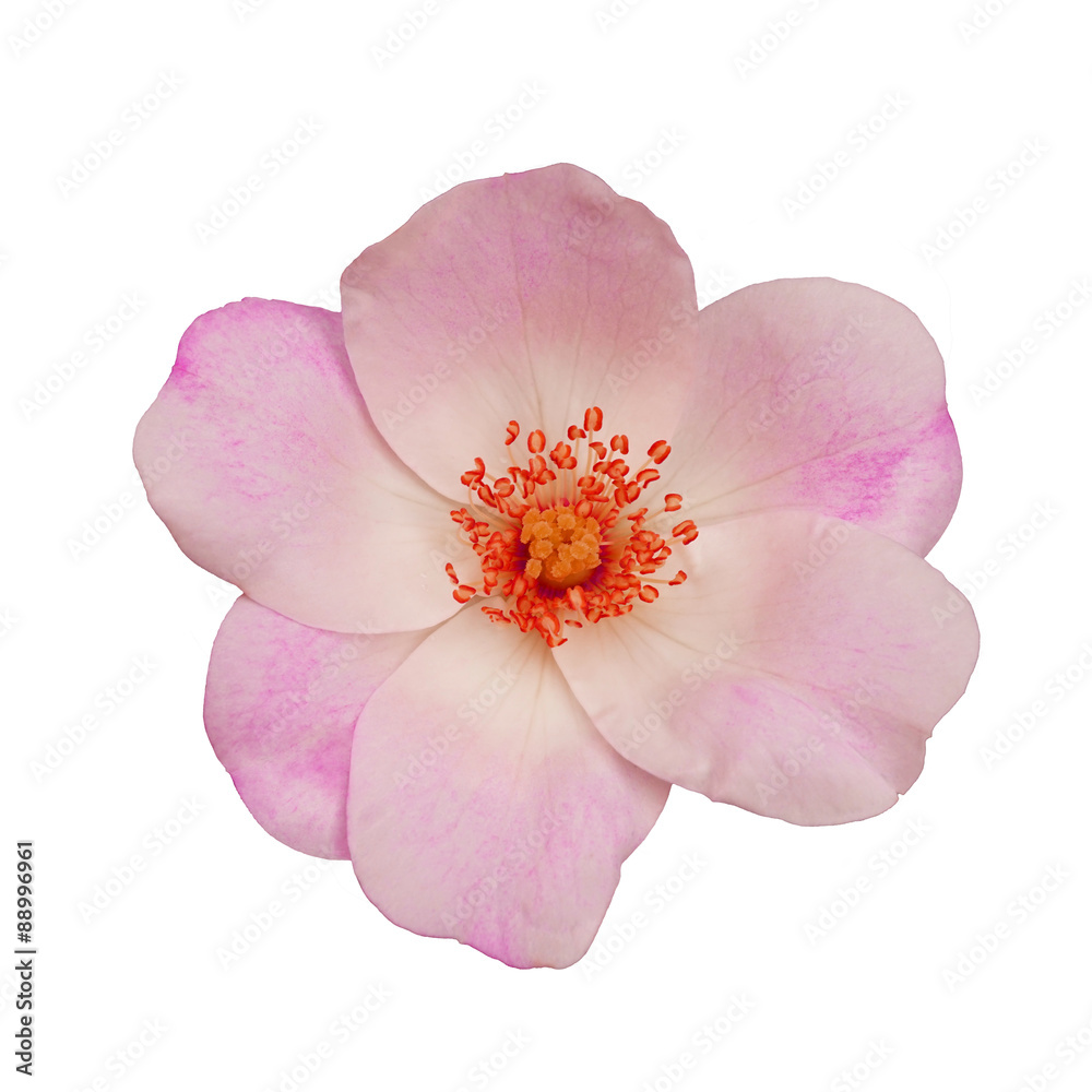 Naklejka premium Perfekte Blüte einer Wildrose vor weißem Hintergrund