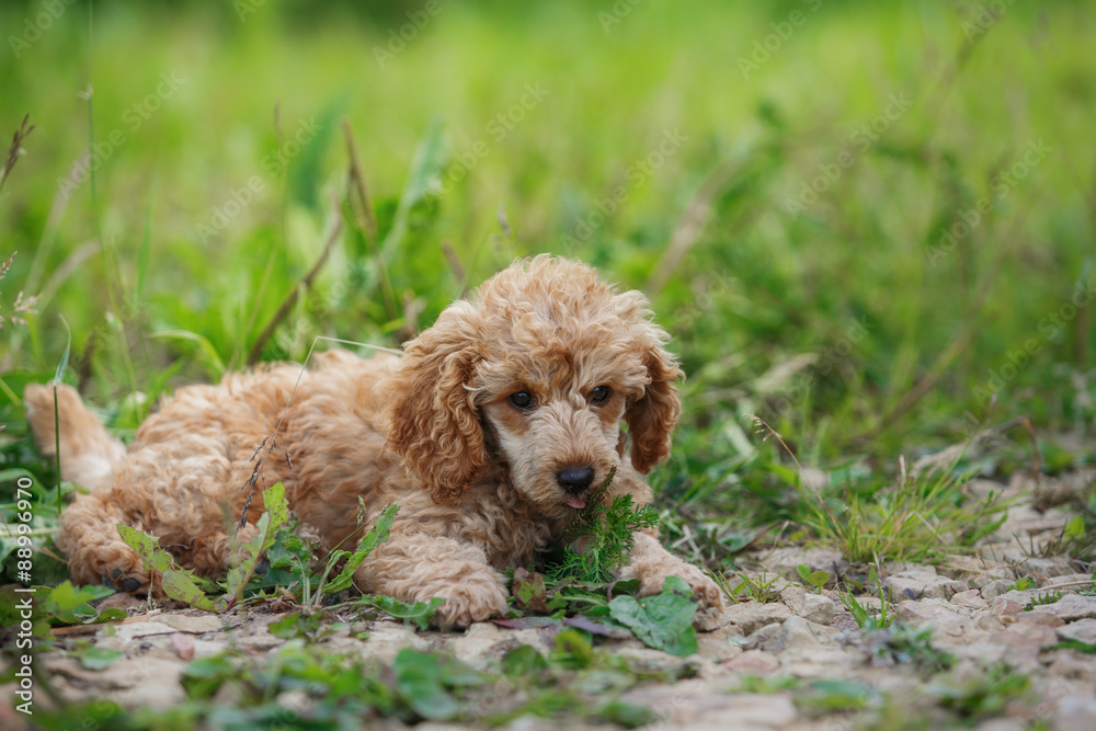 Red toy poodle puppy Red toy poodle puppy