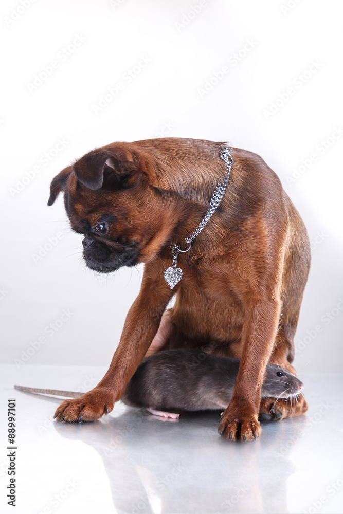 Dog breed Griffon Brabanson and gray Rat Dog breed Griffon Brabanson and gray Rat