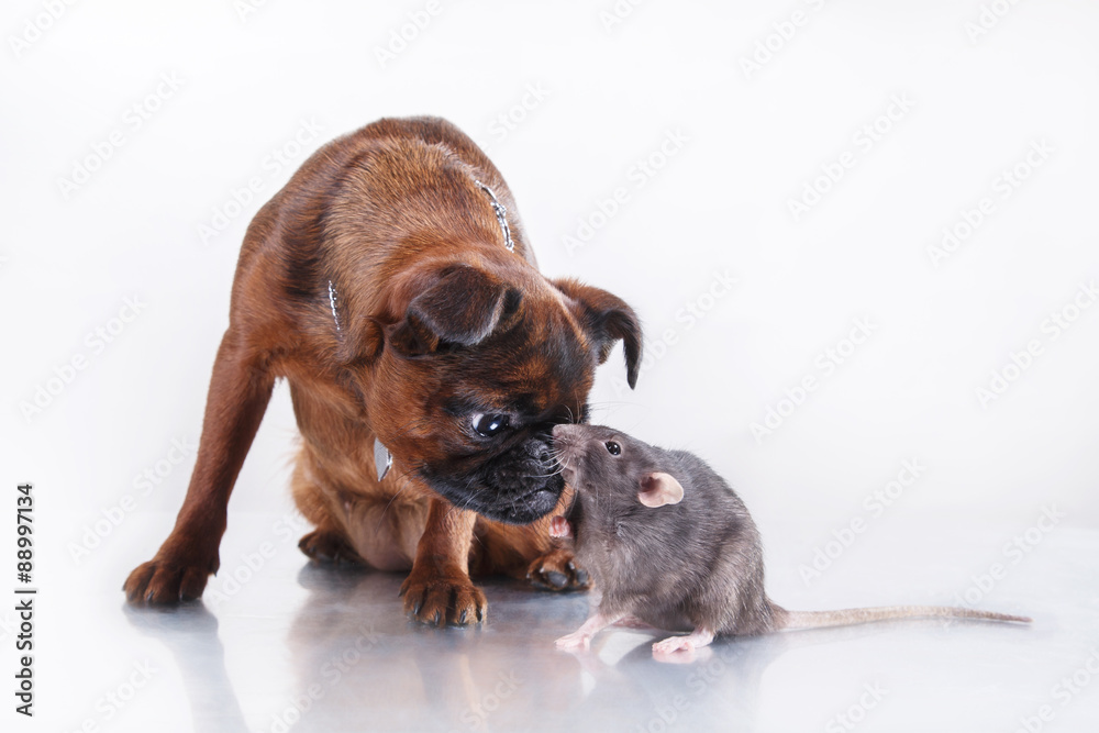 Dog breed Griffon Brabanson and gray Rat Dog breed Griffon Brabanson and gray Rat