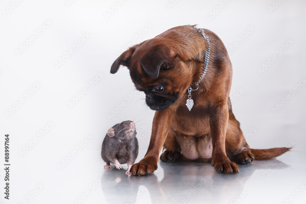 Dog breed Griffon Brabanson and gray Rat Dog breed Griffon Brabanson and gray Rat