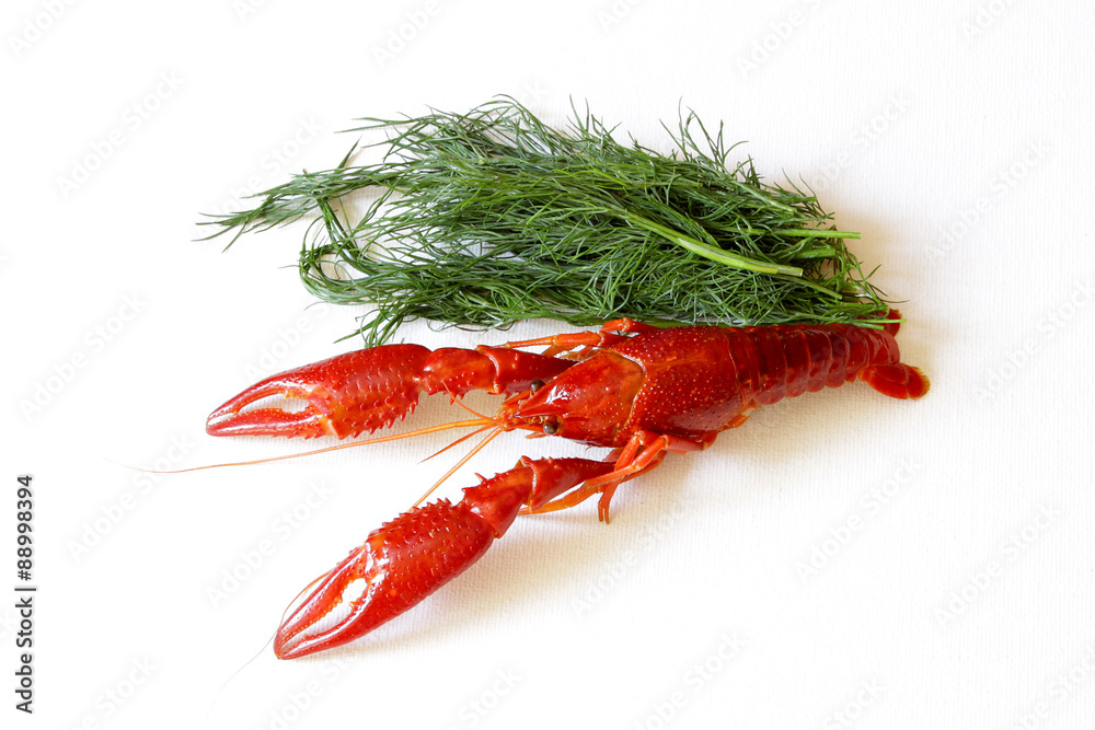 crayfish red boiled european Austropotamobius pallipes crayfish red boiled european Austropotamobius pallipes