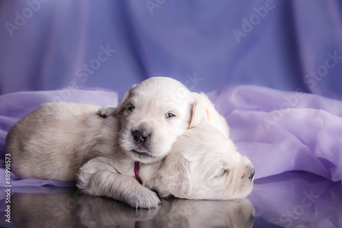Golden retriever puppy © annaav