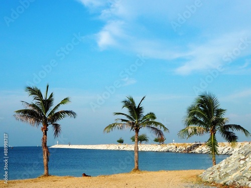 Coconut palm at seaside. © yiua