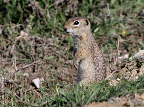 Washington Ground Squirrel - Urocitellus washingtoni photo