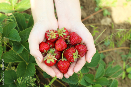 Female hands holding strawberries berry in hands, outdoors