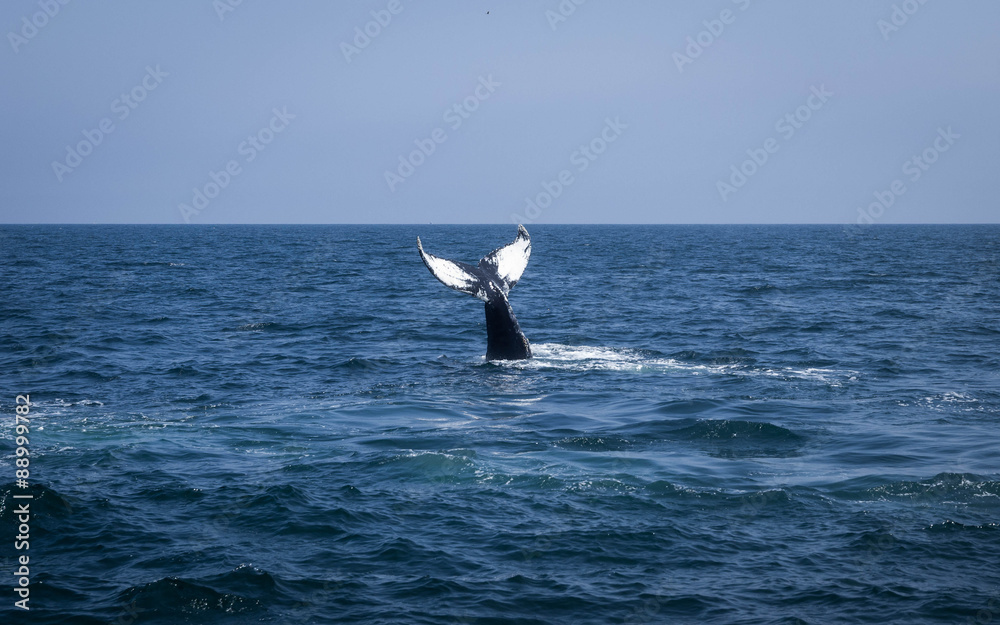 Fototapeta premium Cape Cod Tail Fingerprints