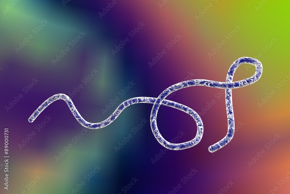 Digital illustration of Borrelia bacteria on colorful background, model