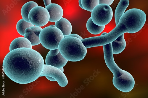 Digital illustration of fungi Candida albicans which cause candidiasis. Pathological fungus or yeast. Microscopic view. Medical background. Healthcare background photo