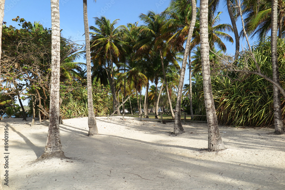 Palm trees on blue sky, with sea on tropical area