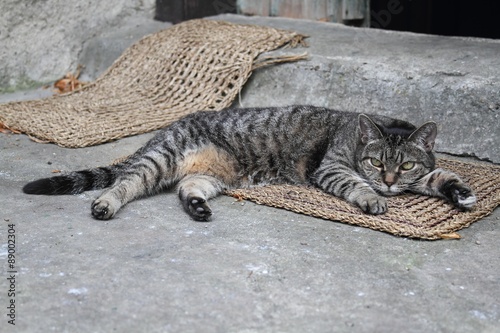 The cat is heated in the sun - she is lying on the doormat.