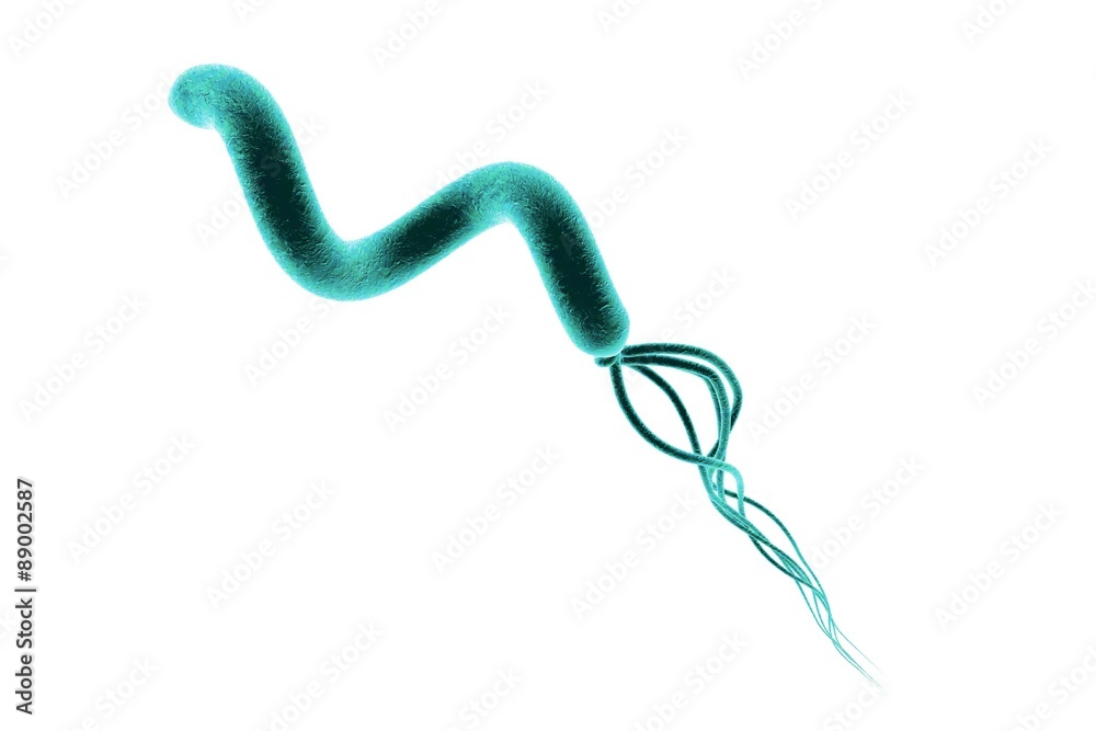 Digital illustration of Helicobacter pylori, bacterium which causes gastric and duodenal ulcer isolated on white background Digital illustration of Helicobacter pylori, bacterium which causes gastric and duodenal ulcer isolated on white background