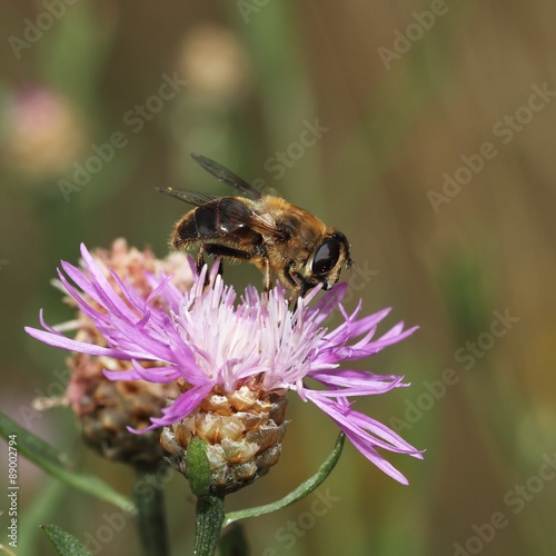 The bee (Apis mellifera) on the flower. © kasparv