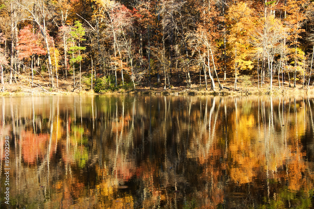 Autumn Trees Pond Reflections
