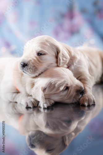 Golden retriever puppy