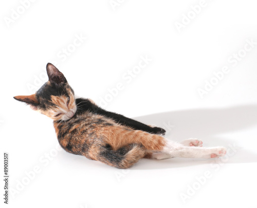 cat isolated