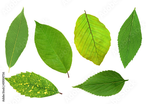 Set of beautiful green spring leaves isolated on white