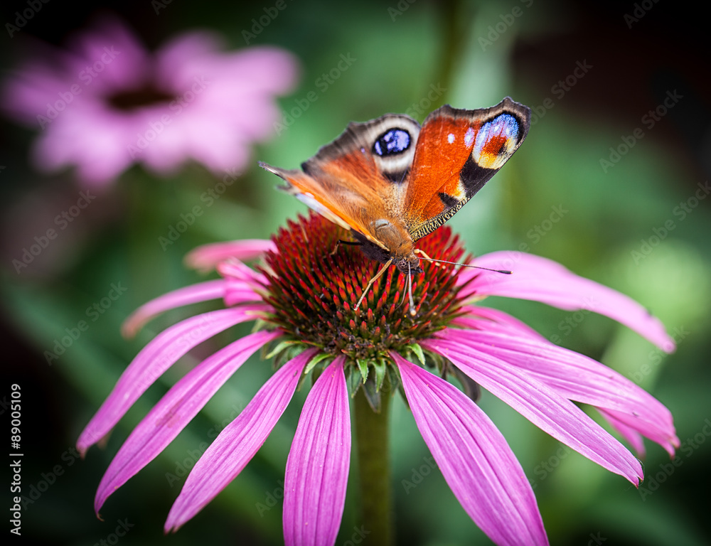 Peacock butterfly Peacock butterfly