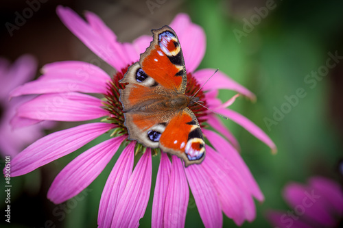 Peacock butterfly