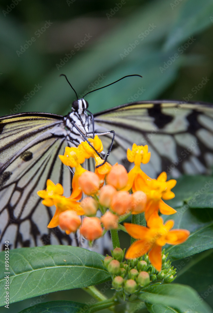 Obraz premium tree nymph butterly
