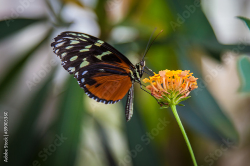 Black and orange butterfly