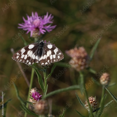 The butterfly Marbled white (Melanargia galathea) on the flower. #89006597