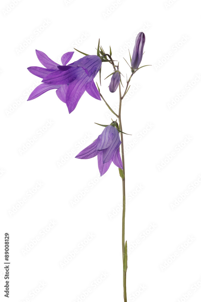 three blooms and two buds of Spreading bellflower three blooms and two buds of Spreading bellflower