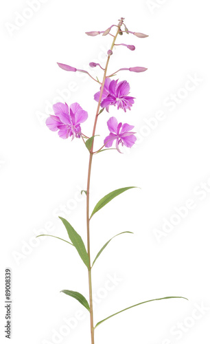 pink fireweed isolated on white