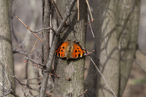 Butterfly on tree trunk in forest #89008567