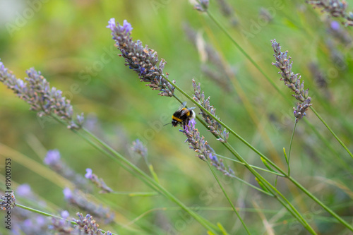Bumble-bee on lavender © tempisch