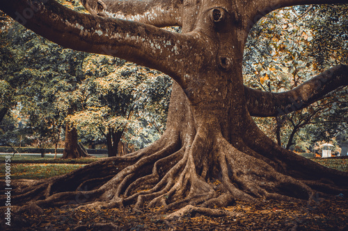 Big tree root photo
