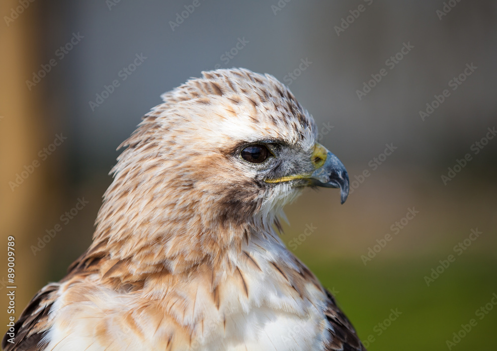 Obraz premium Red tailed hawk looking