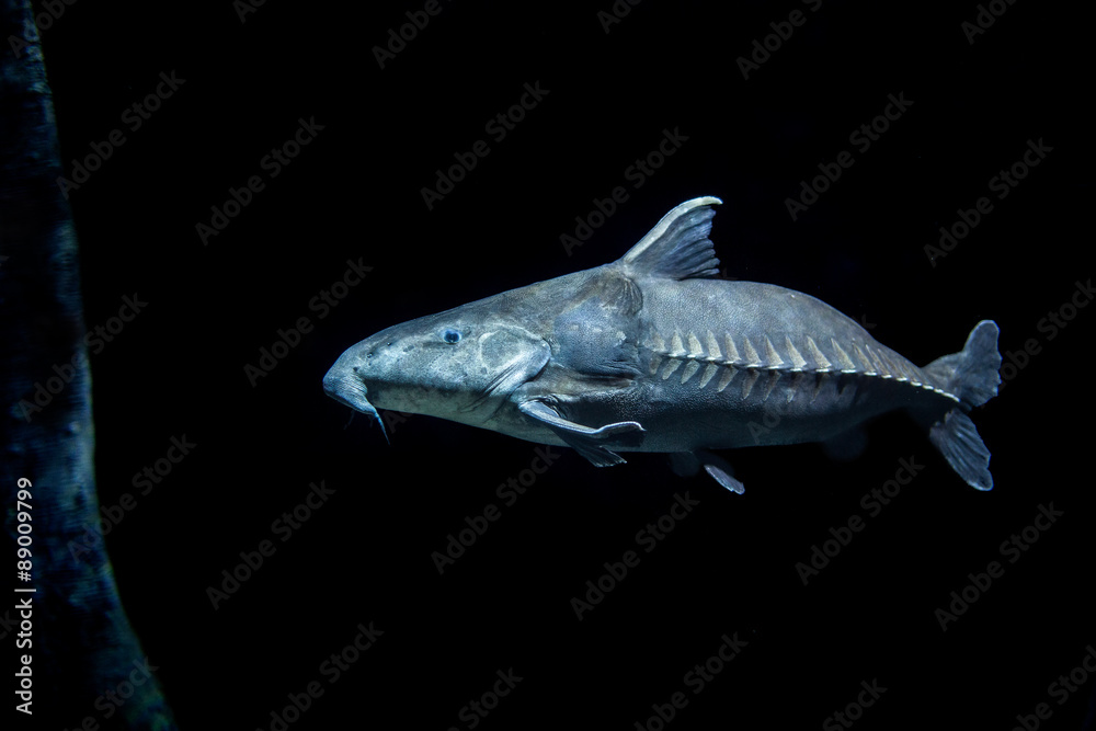 Ripsaw catfish in dark water Stock Photo