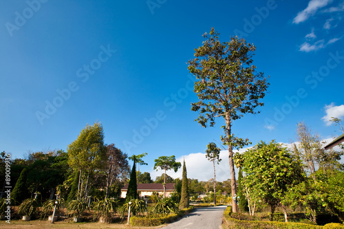 Big tree in garden of upcontry resort in Thailand