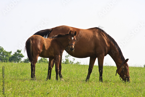 Mare Horses and Colts