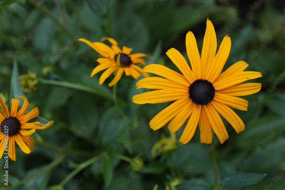 Obraz premium Żółta jeżówka