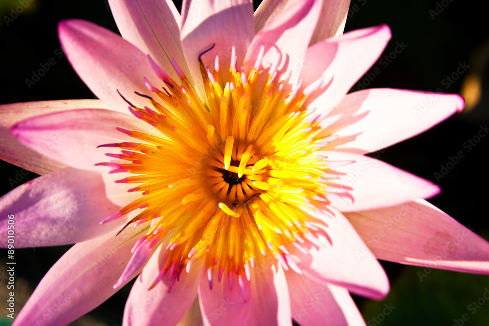 Closeup pital of pink lotus flower