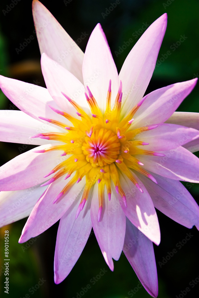 Top view of pink lotus flower closeup