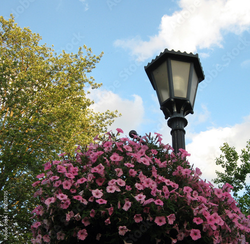 Bright pink petunias decorate an old-fashioned streetlight.