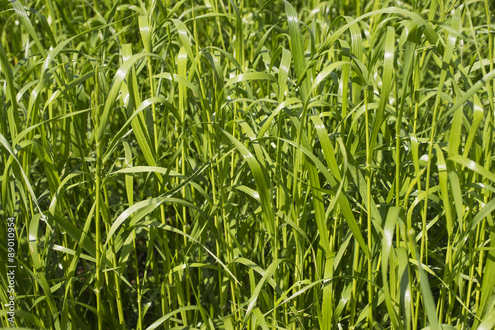 Obraz premium Abstract background from a green grass.