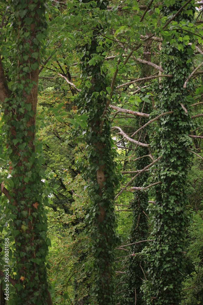 Der Wald in Eichstätt BY Der Wald in Eichstätt BY