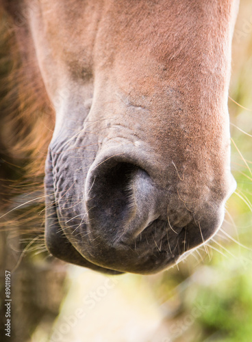 Muzzle of a Chestnut horse . © Christine Bird