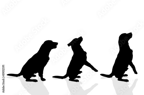 Vector silhouette of a dog.