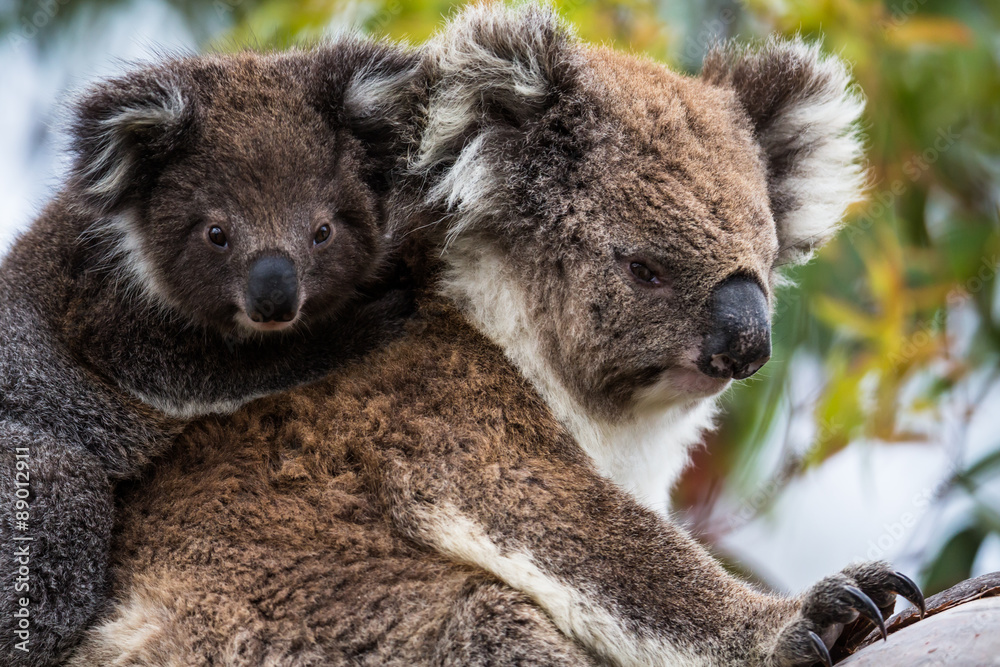 Koala StockFoto Adobe Stock