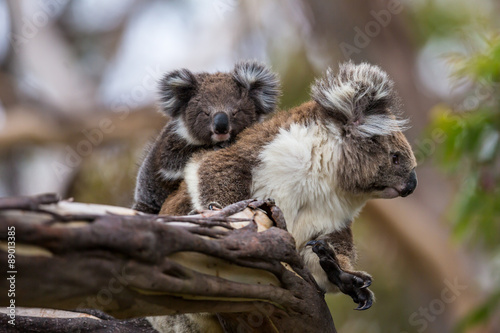Photography Koala