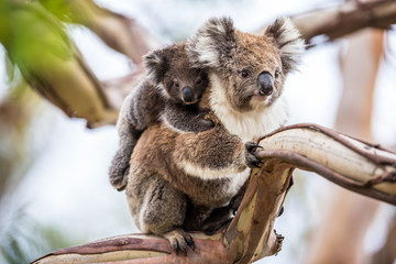 Ingelijste posters Koala Koala met pluizige grijze vacht  © Dominik Rueß