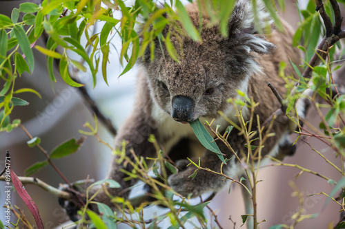Fototapeta Naklejka Na Ścianę i Meble -  Koala